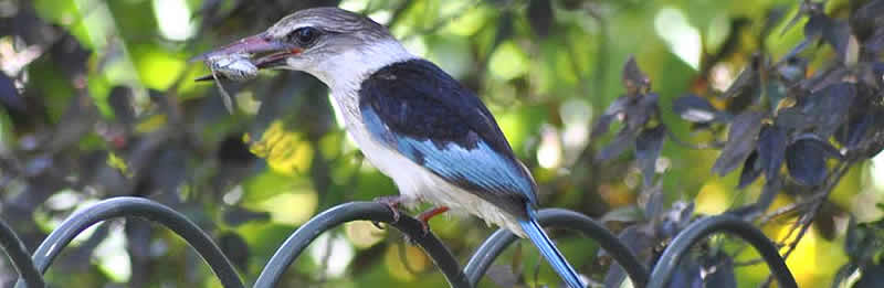 Duck Inn is a birders delight with 35 different species visiting the garden 